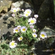 ERIGERON  UNIFLORUS