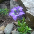 GENTIANA  sp.