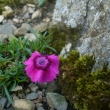 DIANTHUS ALPINUS, Joan's blood,