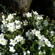 ARENARIA  MONTANA,