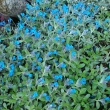 LITHODORA  OLEIFOLIA   -  KAMEJKA