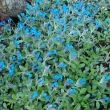 LITHODORA  DIFUSA   -  KAMEJKA