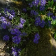 VERONICA  PROSTRATA