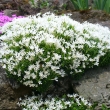 PHLOX  KELSEYI