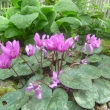 CYCLAMEN  PURPURASCENS