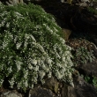 ASTER  ERICOIDES