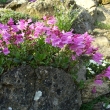 PENSTEMON   DAVIDSONII ssp. MENZIESII