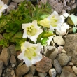GENTIANA  ANGUSTIFOLIA  -   b�l�kv�t