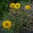 ERIGERON  LINEARIS