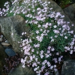 SILENE  ALPESTRIS