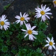 CHRYSANTHEMUM  ARCTICUM