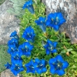 GENTIANA  ANGUSTIFOLIA,