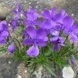 VIOLA  DUBYANA