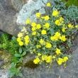 HELIANTHEMUM  CANUM