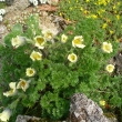 PULSATILLA  ALBANA