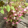 EPIMEDIUM  RUBRUM