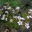 LINUM  SUFFRUTICOSUM  ssp. SALSOLOIDES