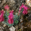 SAXIFRAGA  GRISEBACHII