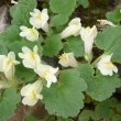 ASARINA  PROCUMBENS