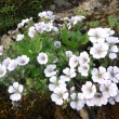 GYPSOPHILLA  CERASTOIDES