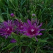 DELOSPERMA  COOPERI