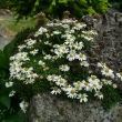 ERIGERON  SCOPULINUS,