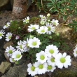 CALLIANTHEMUM  CORIANDRIFOLIUM