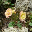 PRIMULA  PEDEMONTANA  (plnokvt)