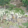 ASTER  ERICOIDES