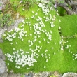 MINUARTIA  STELLATA