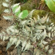 ANTHYRIUM  NIPONICUM  METALLICUM