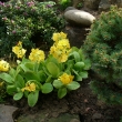 PRIMULA AURICULA,...........