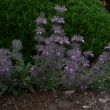 STACHYS  LAVANDULIFOLIA
