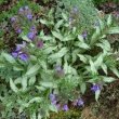 PULMONARIA  LONGIFOLIA 