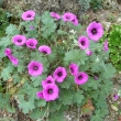 GERANIUM CINEREUM  ssp.SUBCAULESCENS