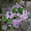 PRIMULA  KISOANA